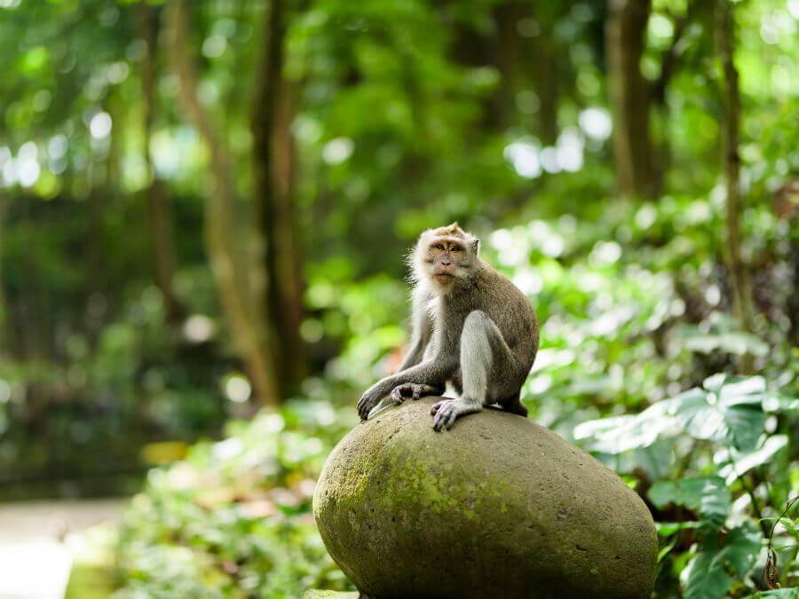Monkey in Bali