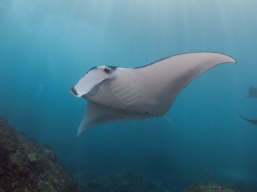 Manta Point, Indonesia