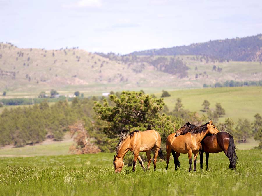 Wild horses