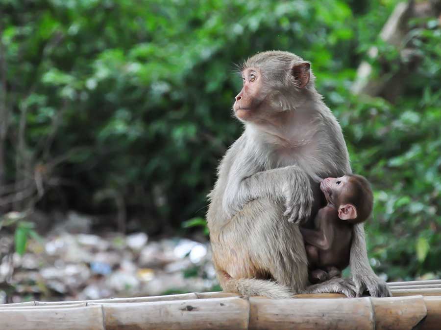 Monkeys in the forest