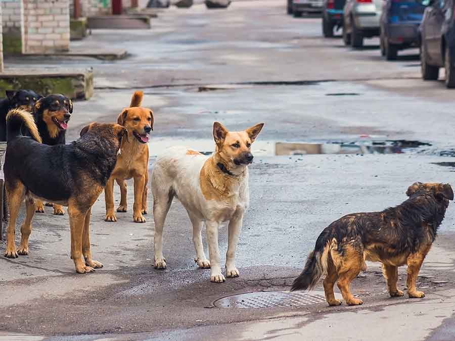 A group of stray dogs