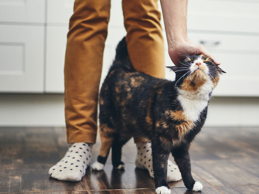 Owner patting a cat
