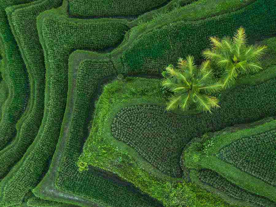 Green fields in Bali