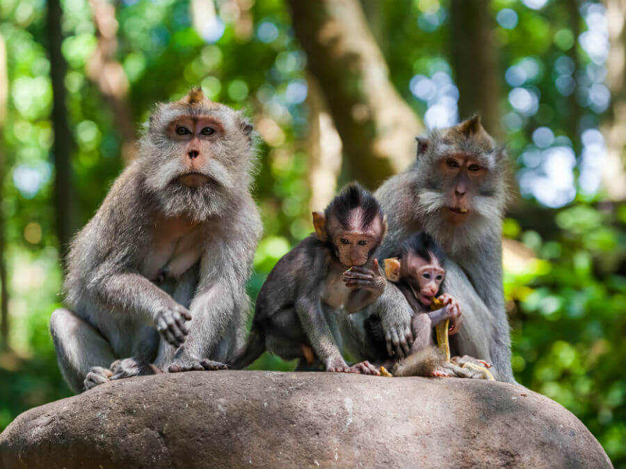 Family of monkeys